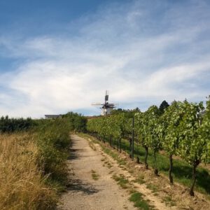 Kde se rodí víno - slavnosti ve Znojmě a Retzu